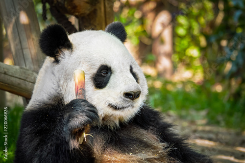 Giant panda bear in China