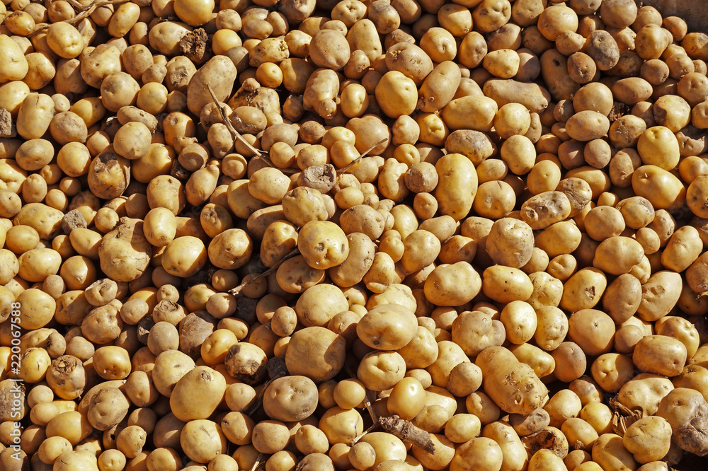A heap of potatoes illuminated by the morning sun. Agricultural produce. A heap of potatoes illuminated by the morning sun. Agricultural produce.