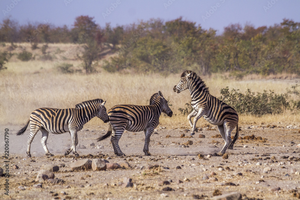 Plains zebra in Kruger National park, South Africa Plains zebra in Kruger National park, South Africa