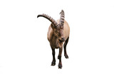 Caucasian mountain goat with huge horns isolated on white background. Wild animal.