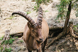 A close-up of a Caucasian mountain goat with huge horns in a natural habitat in the mountains. Wild animal.