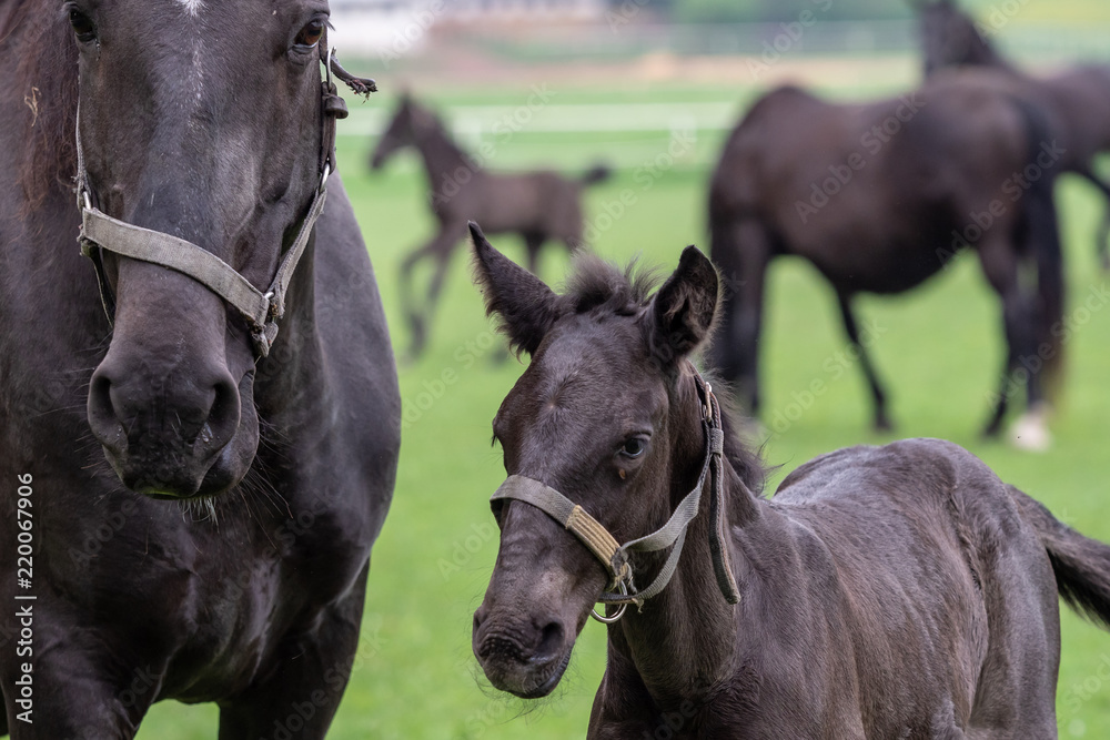 Black kladrubian horse, mare with foal Black kladrubian horse, mare with foal