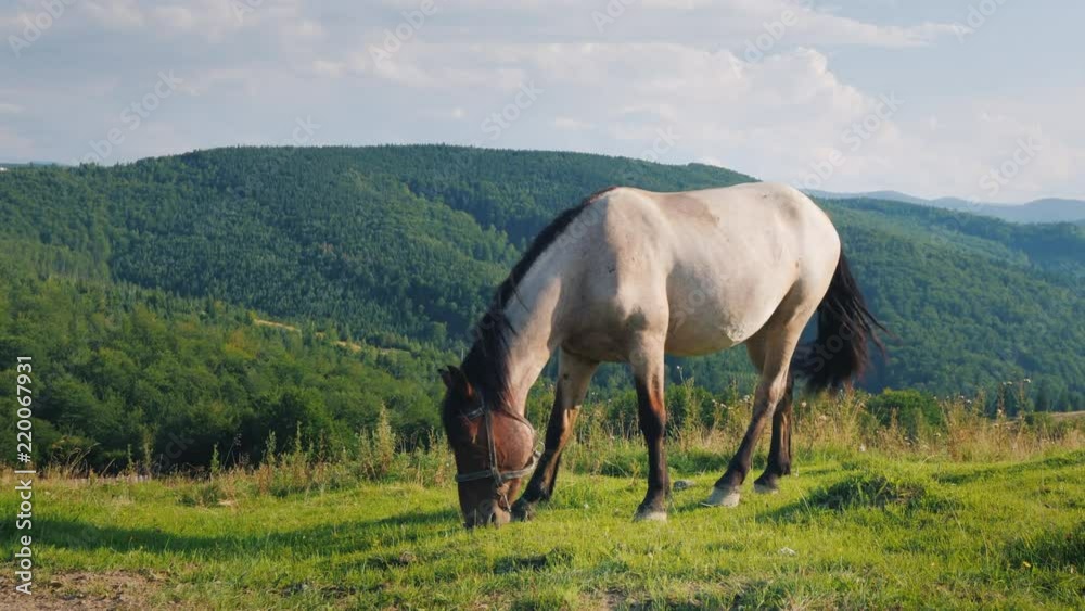 White horse grazing in a picturesque valley against the backdrop of mountains White horse grazing in a picturesque valley against the backdrop of mountains