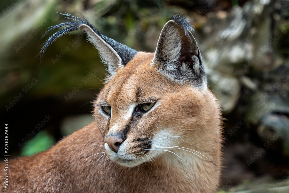 Naklejka premium Portrait desert cats Caracal (Caracal caracal) or African lynx with long tufted ears