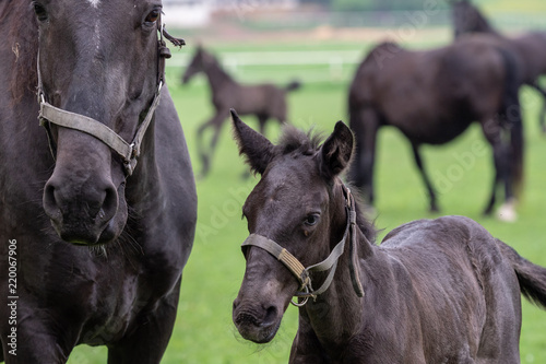 Black kladrubian horse  mare with foal