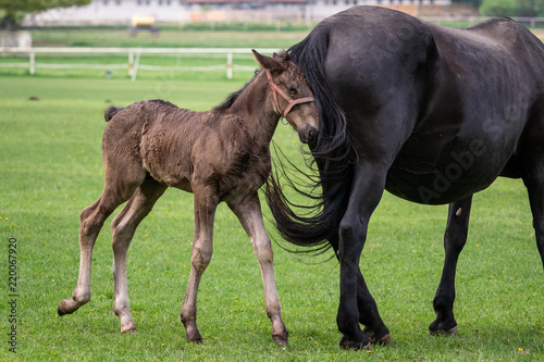 Black kladrubian horse, mare with foal © Lubos Chlubny