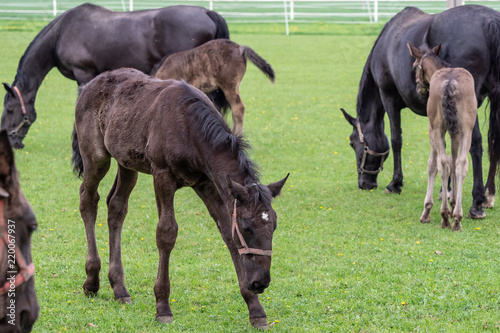 Schilderij op canvas Black kladrubian horse, mare with foal