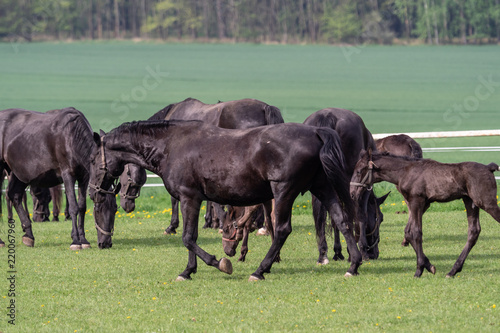 Foto Black kladrubian horse, mare with foal