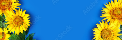 Beautiful sunflowers on blue background. View from above. Background with copy space.
