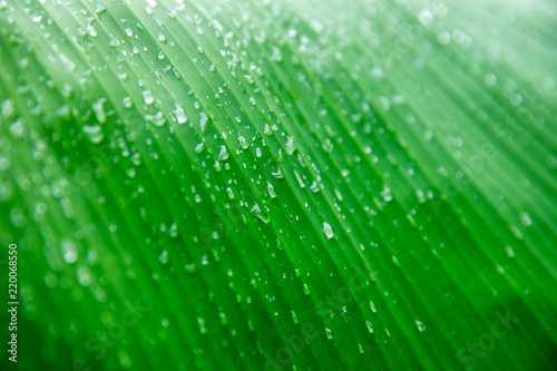 Banane palm leaf, green nature trexture background Green leaf with water droplets in the middle of the leaf. photo