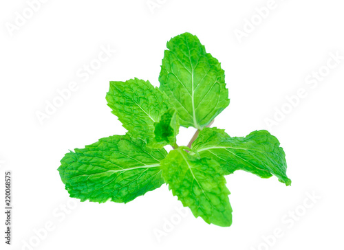 Fresh spearmint leaves isolated on the white background