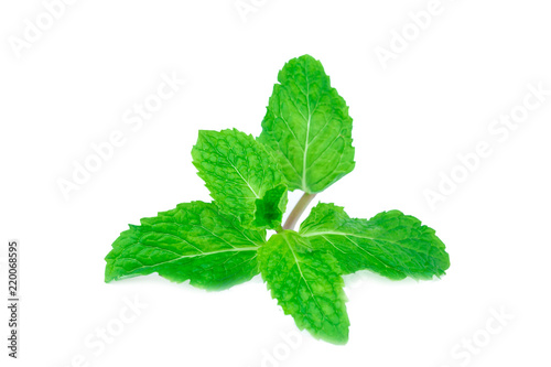 Fresh spearmint lisolated on the white background