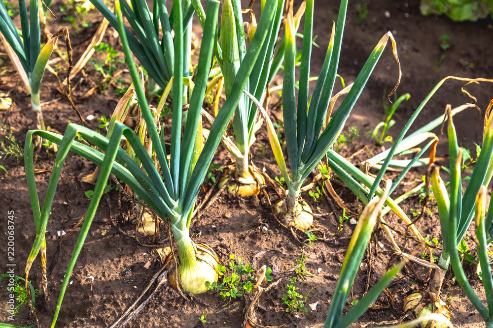 Small onion plantation in the vegetable garden agriculture. Close up of
