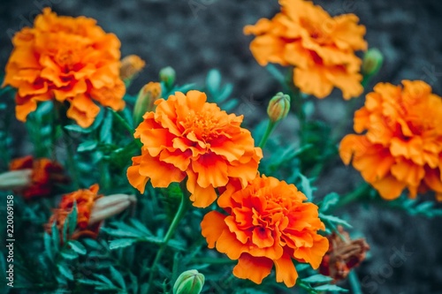 Natural background of orange flowers
