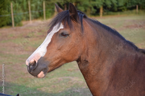 brown pony portrait