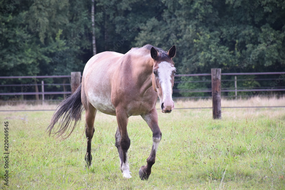Obraz premium horse walking in field
