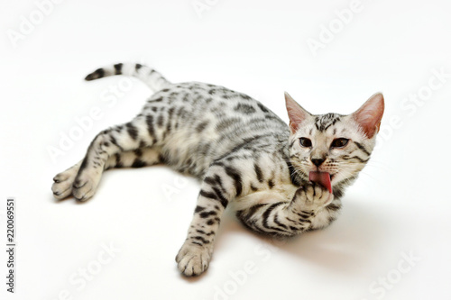 ベンガル子猫 bengal cat
