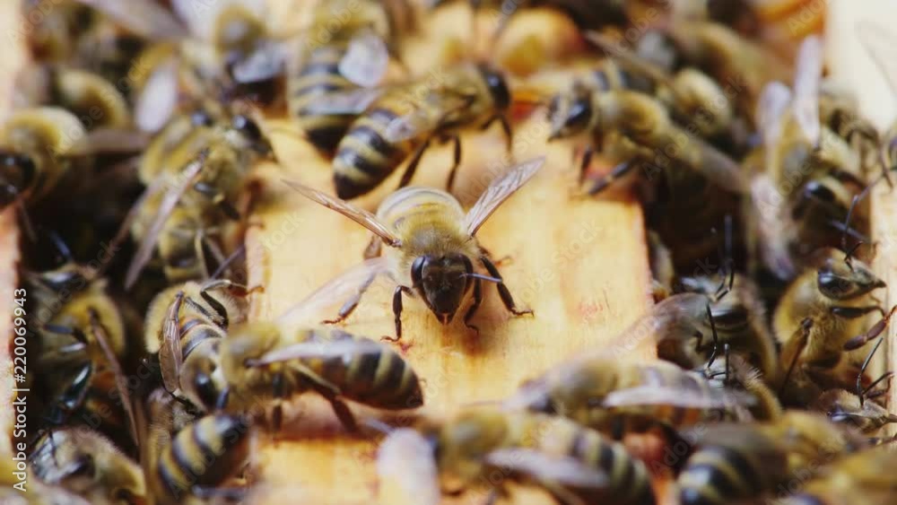 Chaotic movement of the bee family along the deoevian frame inside the hive. Close-up