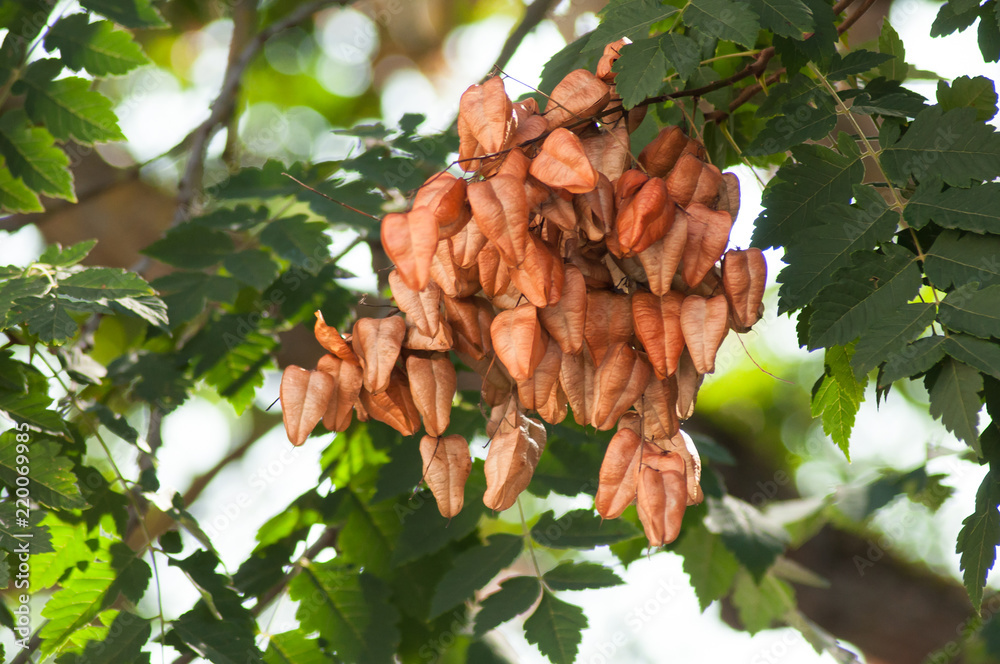 closeup of Golden Rain tree seeds pods in tree Koelreuteria Paniculata Stock Photo Adobe Stock