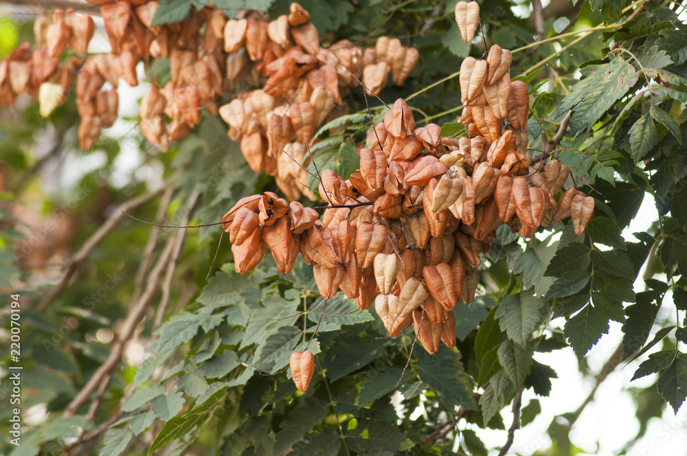closeup of Golden Rain tree seeds pods in tree Koelreuteria Paniculata Stock Photo Adobe Stock