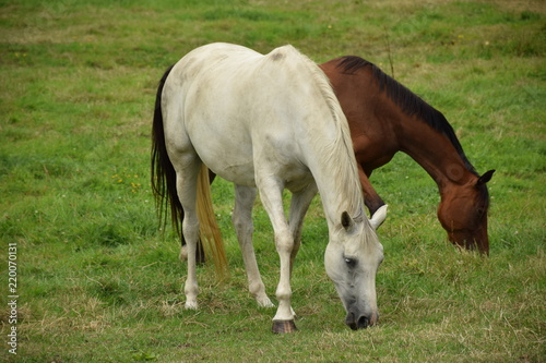 horses grazing