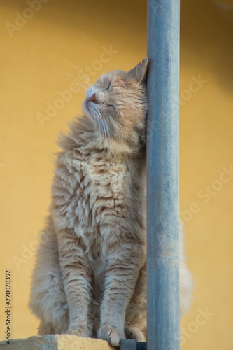 An yellow street cat rubbing its head on pole. 