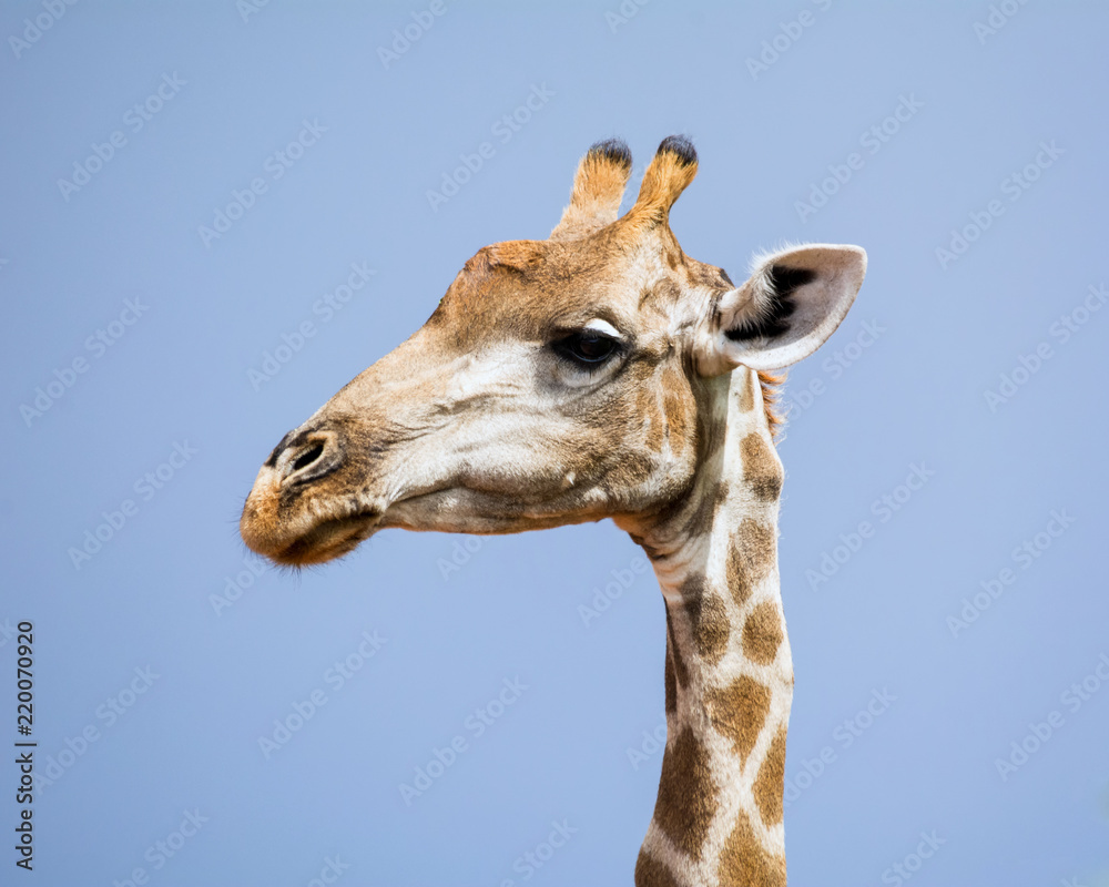 Fototapeta premium Giraffe Portrait