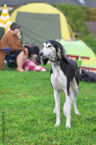 Saluki Persian greyhound, medium sized hunting dog, close-up © vizland