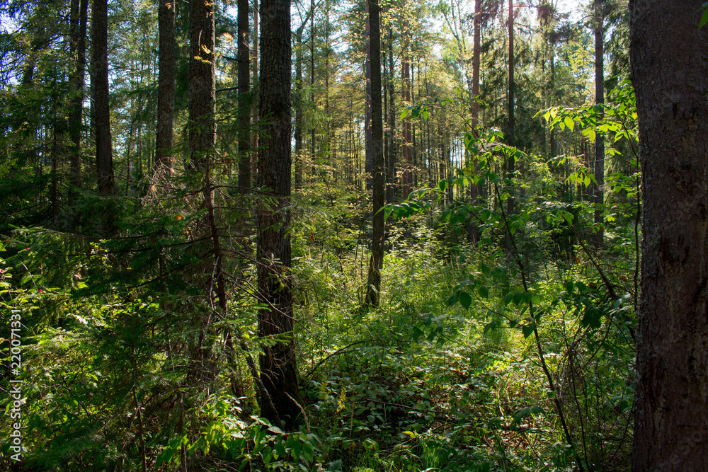 forest forest