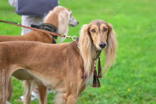 Saluki Persian greyhound looks at the camera close-up