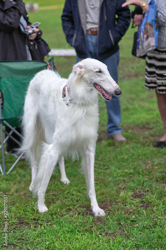 Greyhound dog with long white hair close-up
