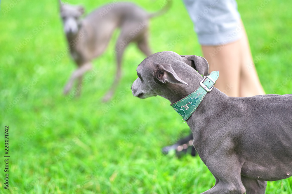 Leverette dog close-up