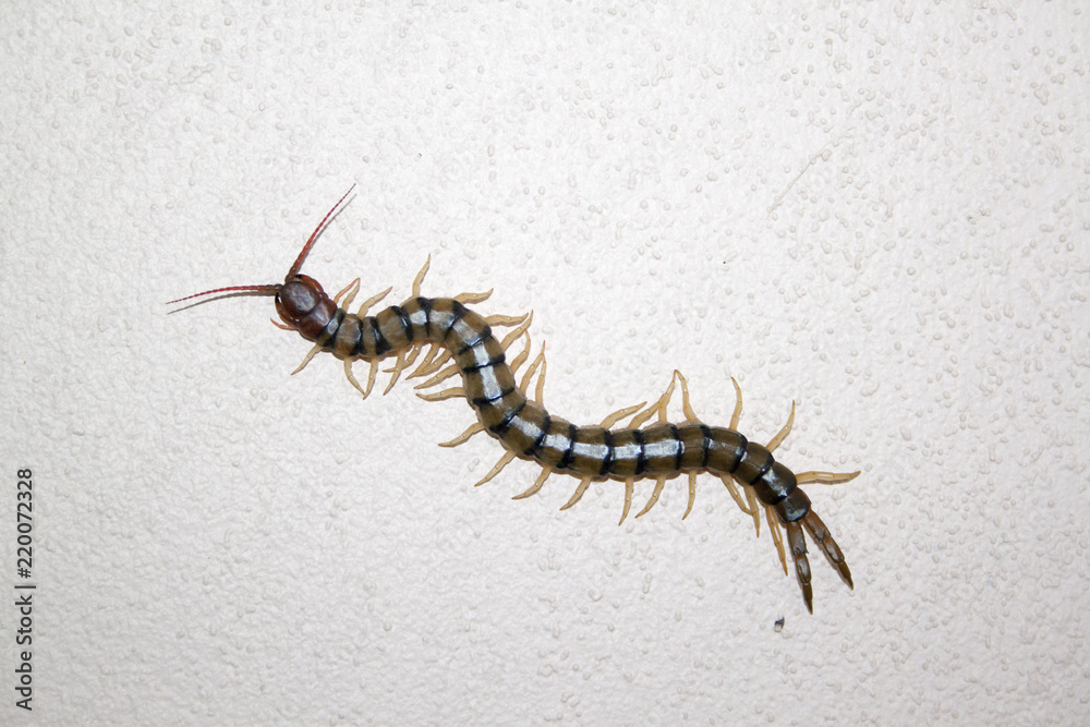 centipedes centipedes