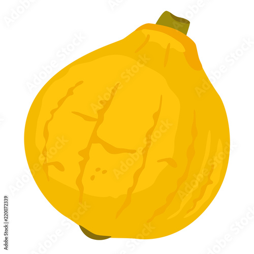 秋が旬の野菜、コリンキーという品種のかぼちゃのイラスト