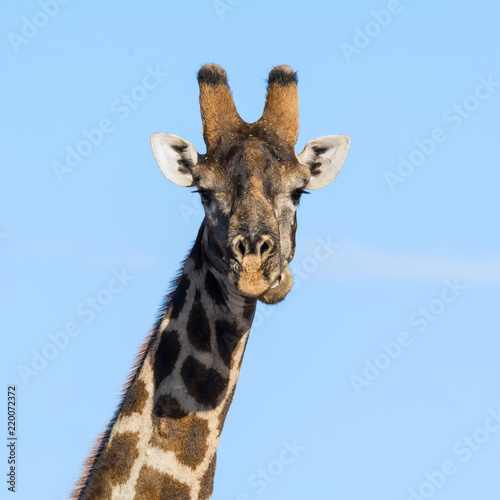 Giraffe Portrait © Cathy Withers-Clarke