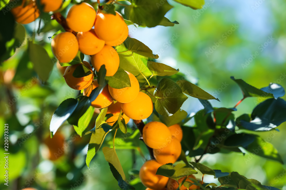 Branch with ripe apricots on summer day Branch with ripe apricots on summer day