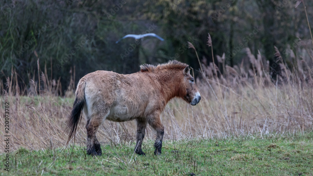 Przewalski horse Netherlands