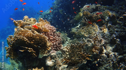 Fototapeta Naklejka Na Ścianę i Meble -  fish, underwater, coral, 