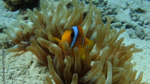 fish  underwater  coral  