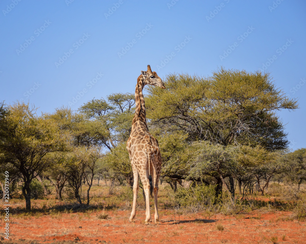 Obraz premium Giraffe