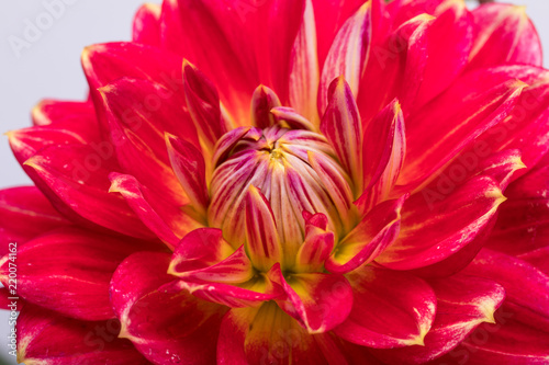 Fototapeta Naklejka Na Ścianę i Meble -  Red dahlia flower isolated on white background