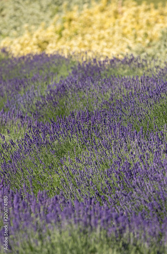 Fototapeta Naklejka Na Ścianę i Meble -   the flourishing lavender and oregano in the background
