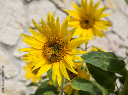 Fototapeta Naklejka Na Ścianę i Meble -  Blooming sunflowers against the background of a limestone wall