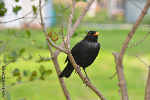 Blackbird with orange beak sitting on tree branch 