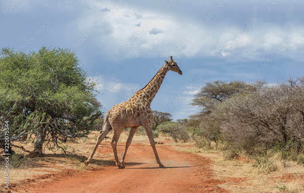 Obraz premium Giraffe
