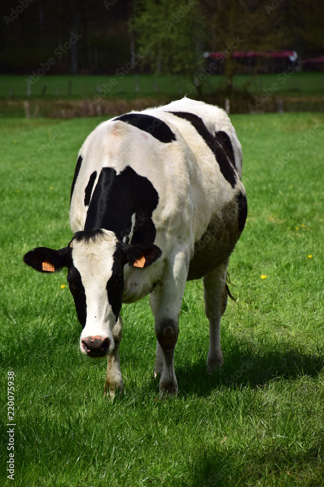 cow in field