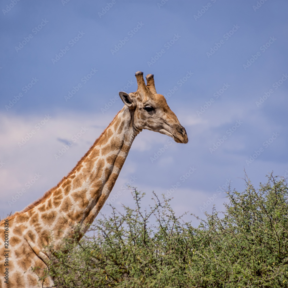 Fototapeta premium Giraffe