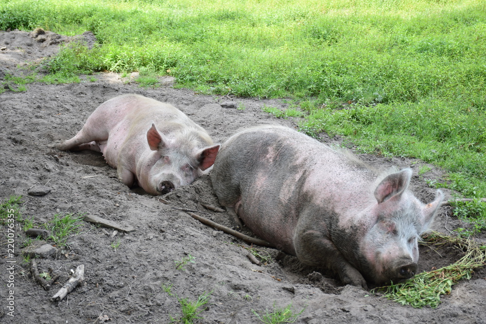 pigs sleeping pigs sleeping