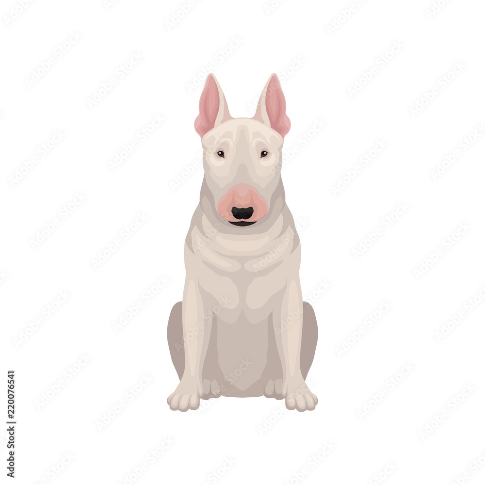 Portrait of sitting bull terrier. Dog with egg-shaped head and short white coat. Human's best friend. Flat vector icon