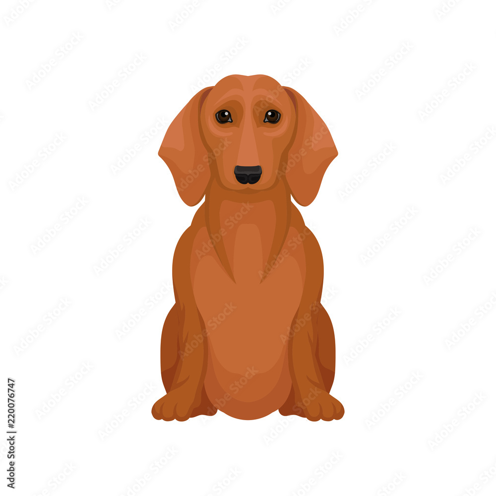 Cute brown dachshund with shiny eyes. Small hunting dog. Flat vector element for promo poster of pet shop or vet clinic